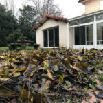 feuilles avant ramassage